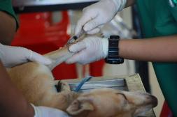 Salto avanza en bienestar animal con  castraciones gratuitas para mascotas 