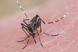 Irradian mosquitos Aedes aegypti  para controlar número de insectos