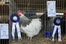 Salto será sede de la 83.ª Exposición Regional y 70 ª Exposición Nacional de Avicultura