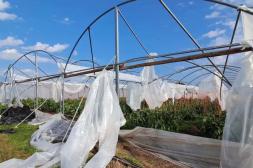 Temporal: Más de 13 millones de dólares de pérdidas en Salto