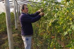 Alerta en la horticultura salteña: el exceso de humedad y falta de sol afectan cultivos de tierra que impactarán en los precios 
