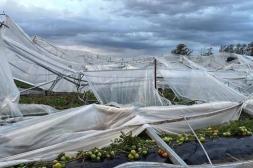 El temporal marcó un antes y un después para el sector hortícola salteño que busca reconstruirse tras pérdidas millonarias 