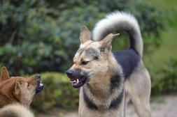 MSP advierte el crecimiento en Salto de  ataques animales con potencial de rabia