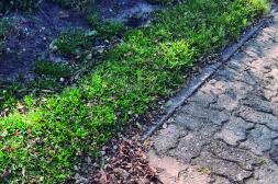 Latidos: Primavera sin flores, El riesgo de parar y más...