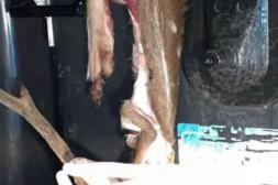 Latidos: Restos de Caza, Dueños de las paradas y más...