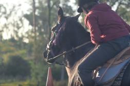 Taller con caballos propone para este sábado un espacio de conexión y bienestar emocional mediante la equinoterapia 