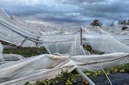 Se concretaron los fondos asignados a horticultores salteños tras el temporal 