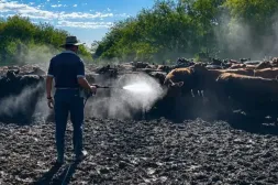 El sector ganadero del Litoral Norte enfrenta un escenario complejo marcado por el aumento del impacto de garrapata y una leve retracción en los recursos forrajeros
