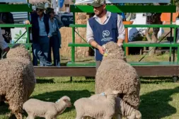 Con 193 animales pasando por pista, hoy jueves inicia una nueva edición de Expo Salto