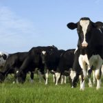 El 50% de las emisiones agropecuarias de metano de Uruguay provienen de la ganadería