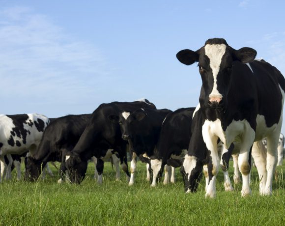 El 50% de las emisiones agropecuarias de metano de Uruguay provienen de la ganadería
