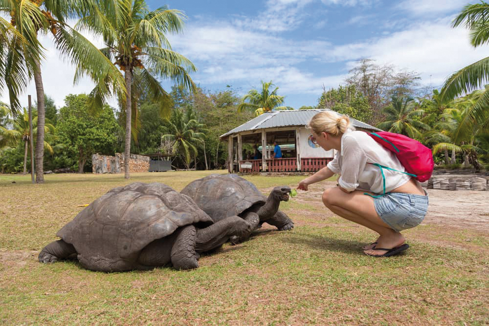 Turista alimentando a dos tortugas en las Islas Galápagos