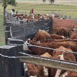 Veterinarios preocupados por la prevalencia de la garrapata y los despachos de ganados al sur