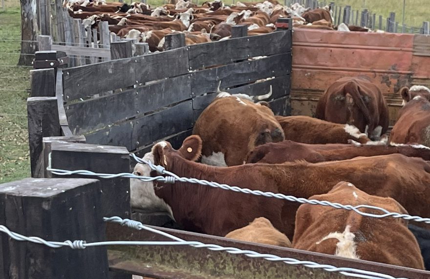 Veterinarios preocupados por la prevalencia de la garrapata y los despachos de ganados al sur