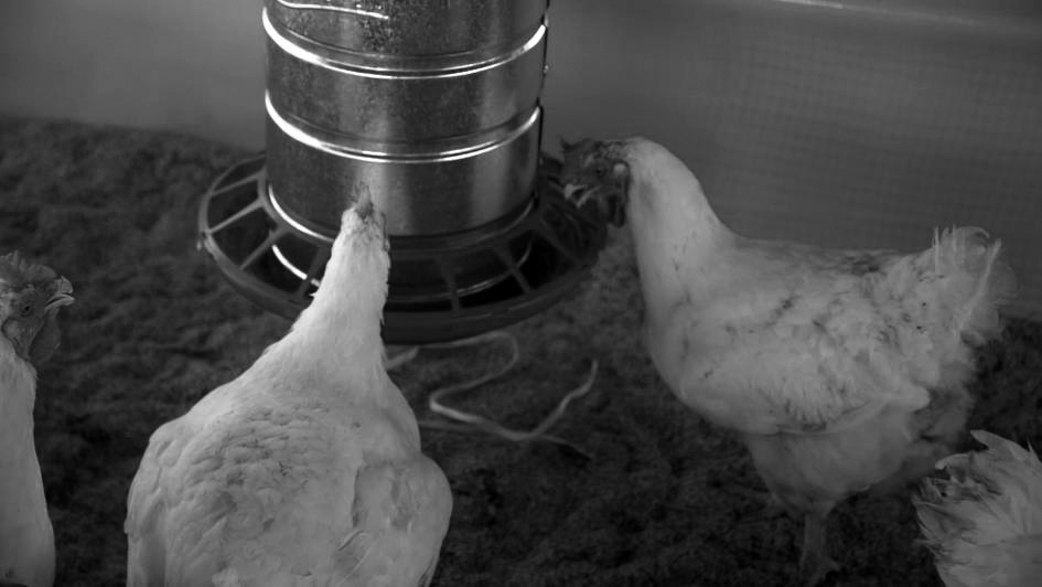 DGSG solicita intensificar esfuerzos para evitar ingreso de Influenza aviar
