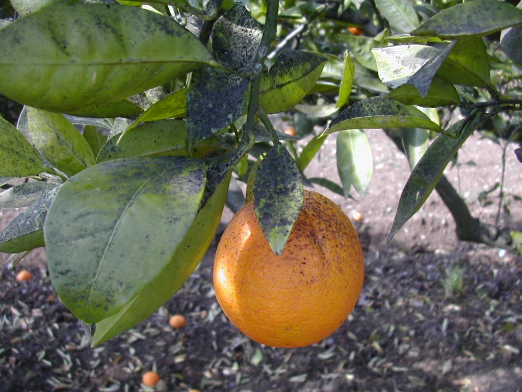Servicios Agrícolas adoptó medidas de prevención ante plaga que afecta a citrus