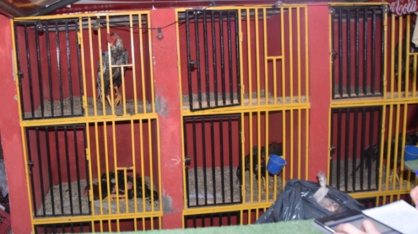 Diez detenidos por maltrato animal tras  allanamiento a lugar destinado a la riña de gallos