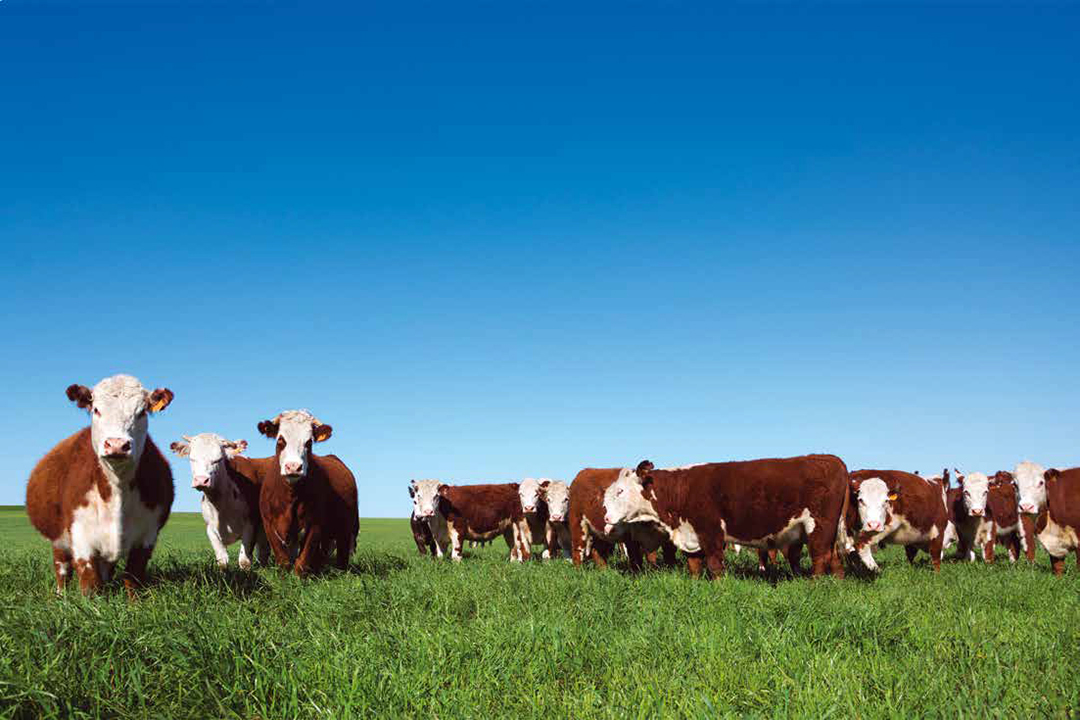 Recuperación gradual de la condición corporal del ganado de cría