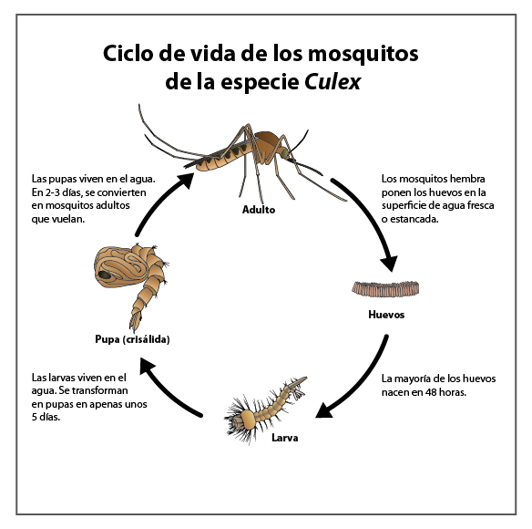 MSP advierte por especies de  mosquitos que proliferan y emite consejos para evitar enfermedades