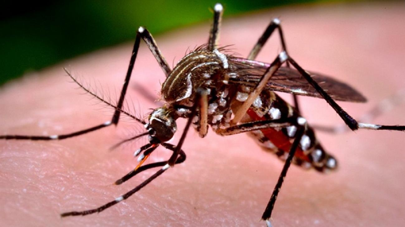 Dengue: 23 casos sospechosos  en Salto y 7 casos confirmados  según último reporte del MSP