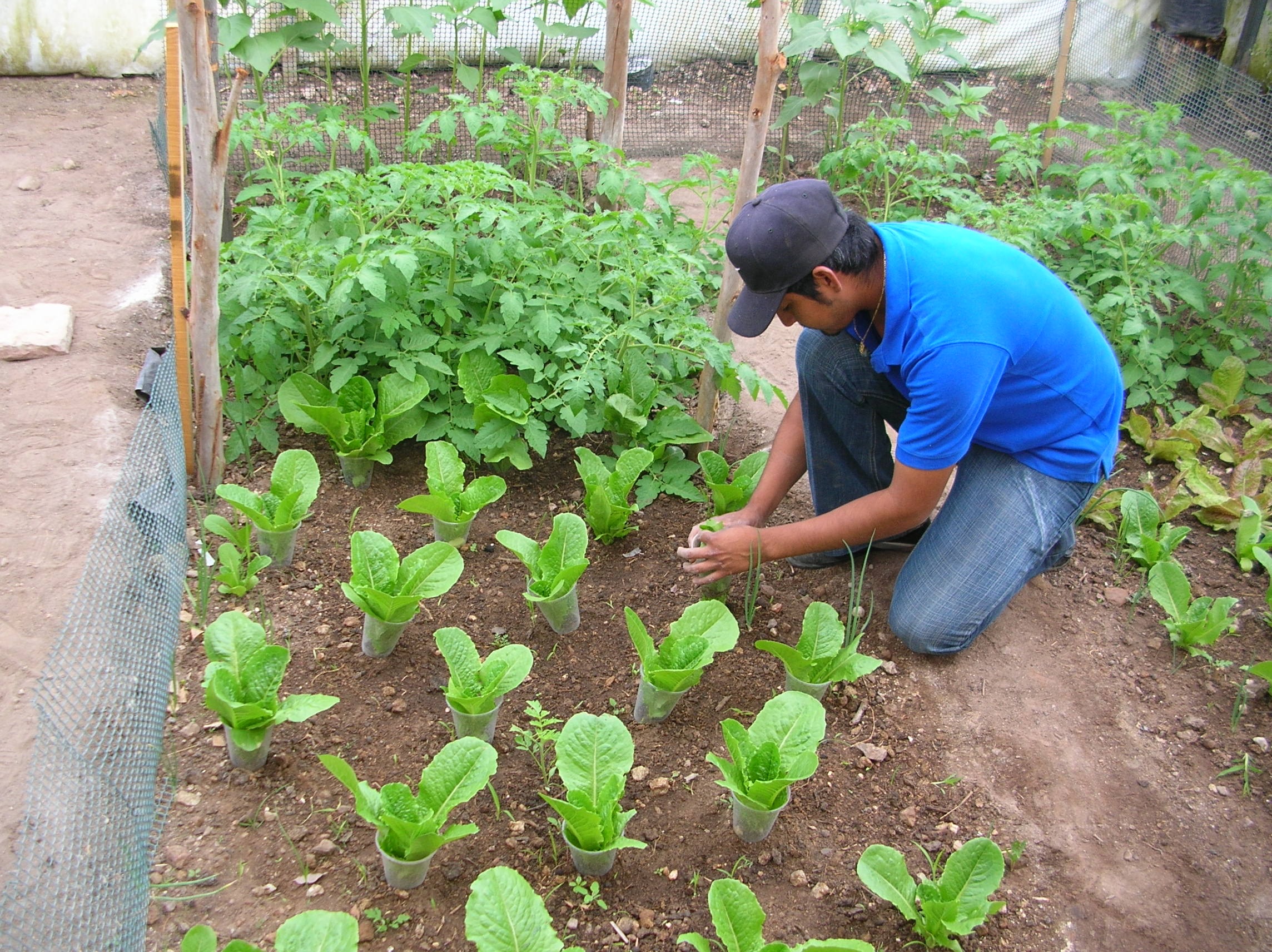 Ambientalistas de Salto impulsan proyecto de desarrollo sostenible de agricultura orgánica en barrio La Amarilla