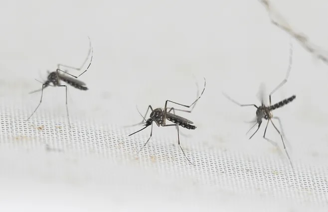MSP reportó 17 nuevos casos  de dengue; en Salto suman 185   y 25 a la espera de diagnóstico