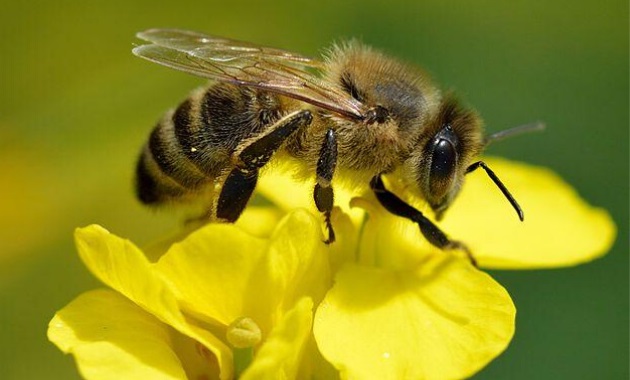 Soriano será el centro de los festejos del día mundial de las abejas