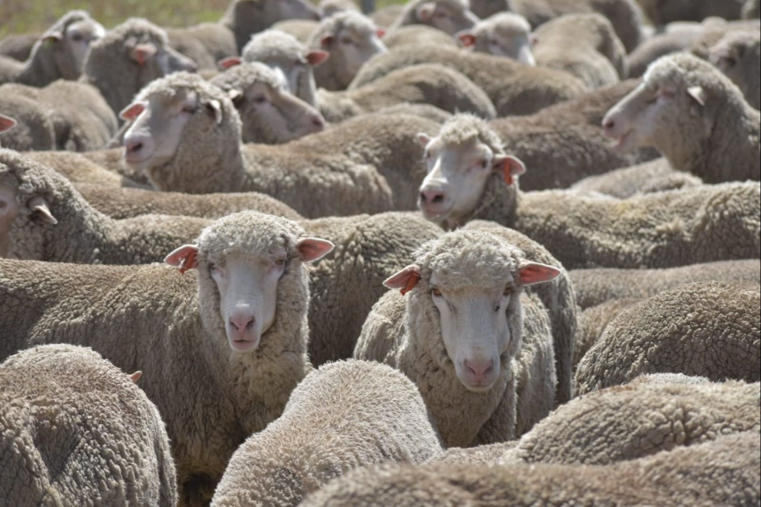 Exportaciones de lana representan el 56% del total exportado del rubro ovino