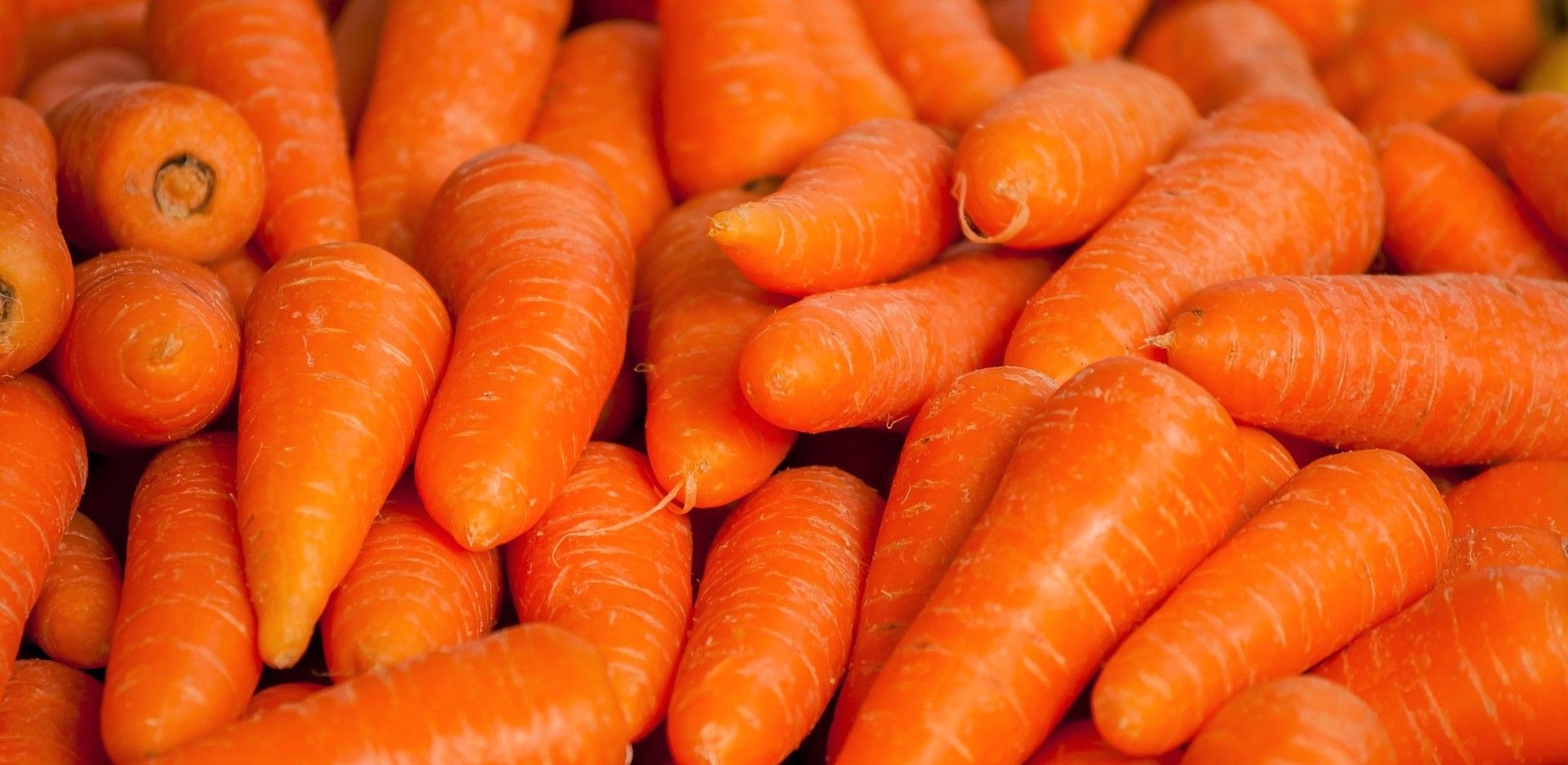 La oferta de zanahorias del litoral norte se ha retrasado este otoño