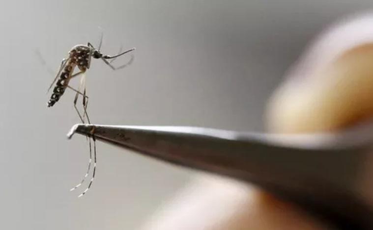 Impulsan diseño de ensayos sobre  supresión de poblaciones de Aedes