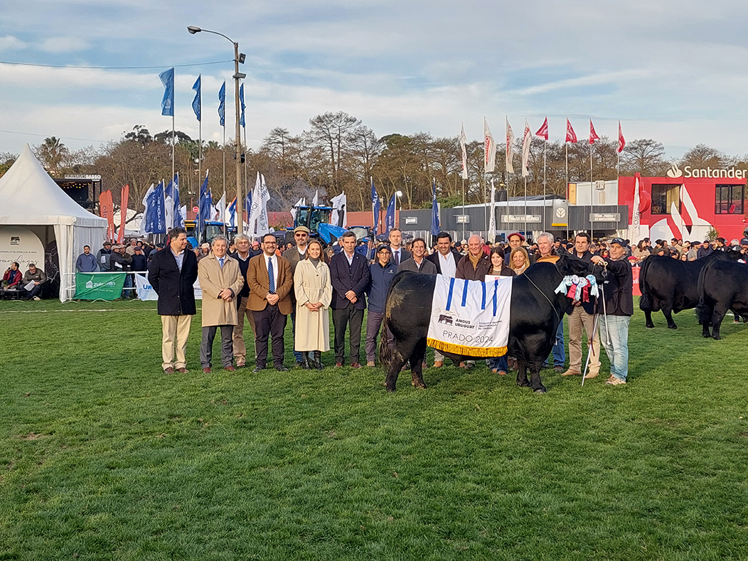 «Mounga», el toro Angus de Campo Norte, revalida su supremacía en la Expo Prado