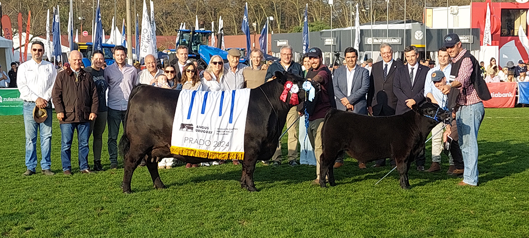 San Gregorio Ganadera ganó la Gran Campeona Aberdeen Angus