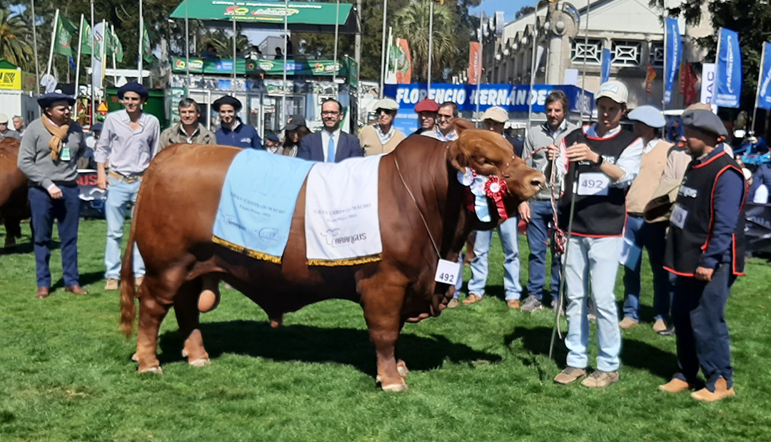 El Gran Campeón Brangus de «Los Tordos» no le dejó dudas al jurado argentino