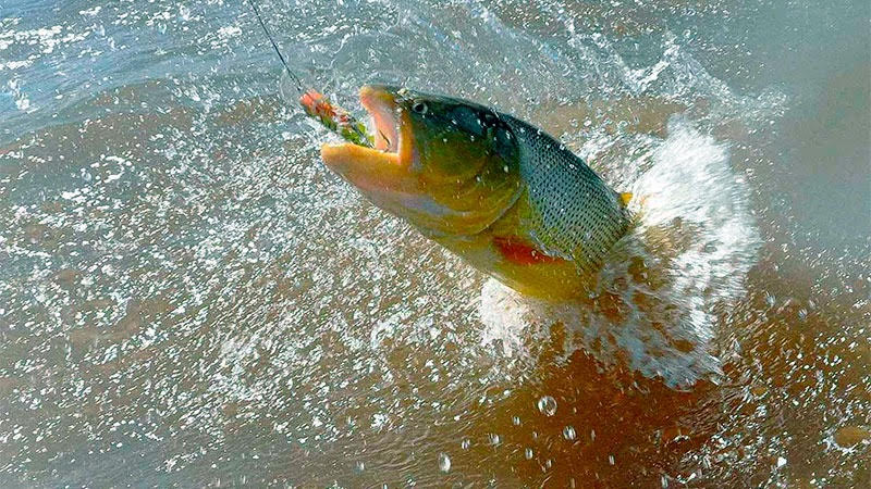 Comenzó a regir la veda para la  pesca del Dorado en Río Uruguay