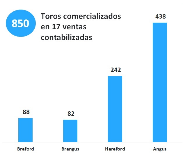 Se llevan vendidos 850 toros y a partir de hoy habrá más de 1.000 en venta