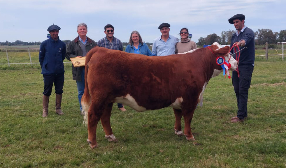 De Santa María de Arapey y Ñu Porá los Grandes Campeones en Polled Hereford