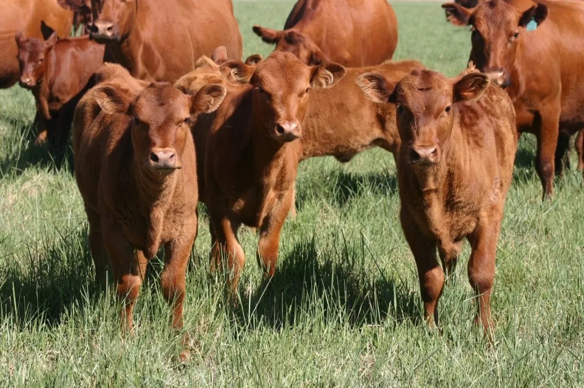 En la moneda del criador, los toros están 11% más baratos