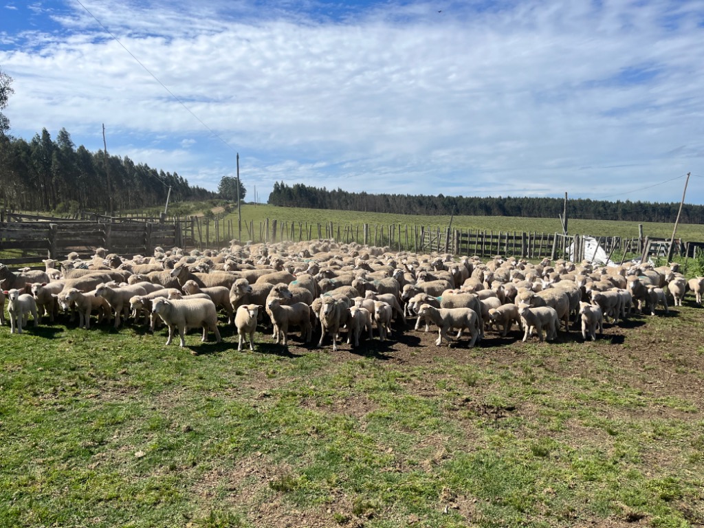 Recomendaciones del SUL para el manejo de los corderos hasta el destete y las ovejas para la próxima encarnerada