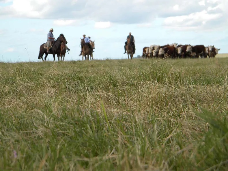 Día Nacional del Campo Natural se realiza hoy en “Cerro del Bombero”