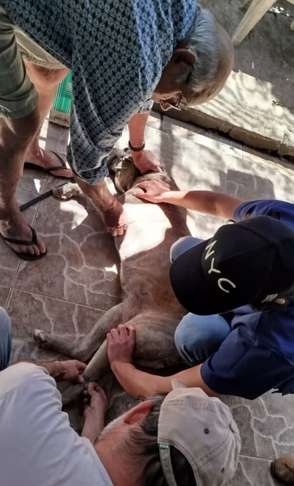 Intendencia de Salto, PRODEA y la Facultad de Veterinaria: Campaña contra la Leishmaniasis