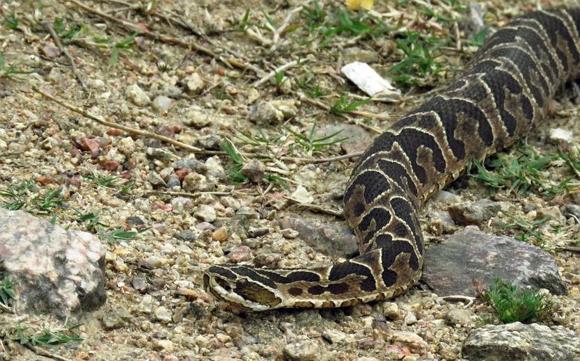 Alertan por presencia de ofidios  en montes y cerca de los arroyos