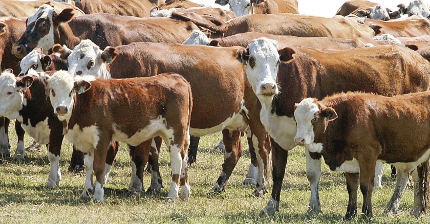 70% de las vacas de cría paridas y con buen estado corporal