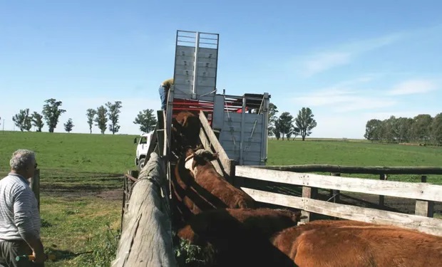 Mercado de haciendas se consolida hacia fin de año