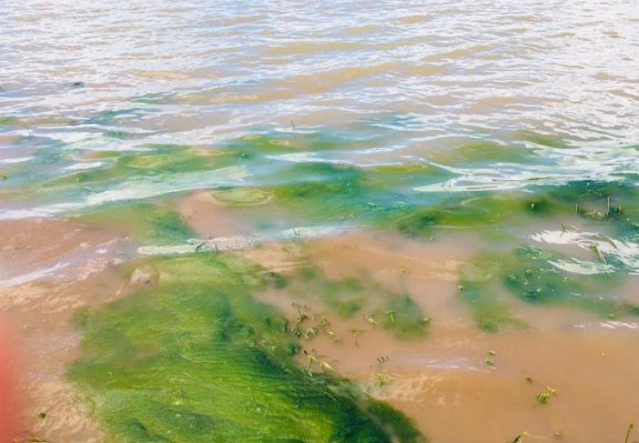 Playas del Lago con nivel medio sobre presencia de cianobacterias