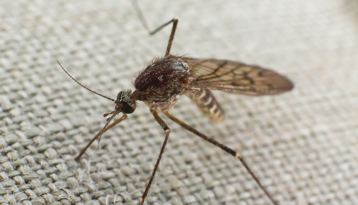 Prevén invasión de mosquitos para estos días y piden adoptar recaudos