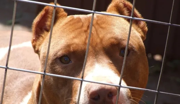 Mujer atacada por  perro pitbull fue operada y evoluciona fuera de peligro