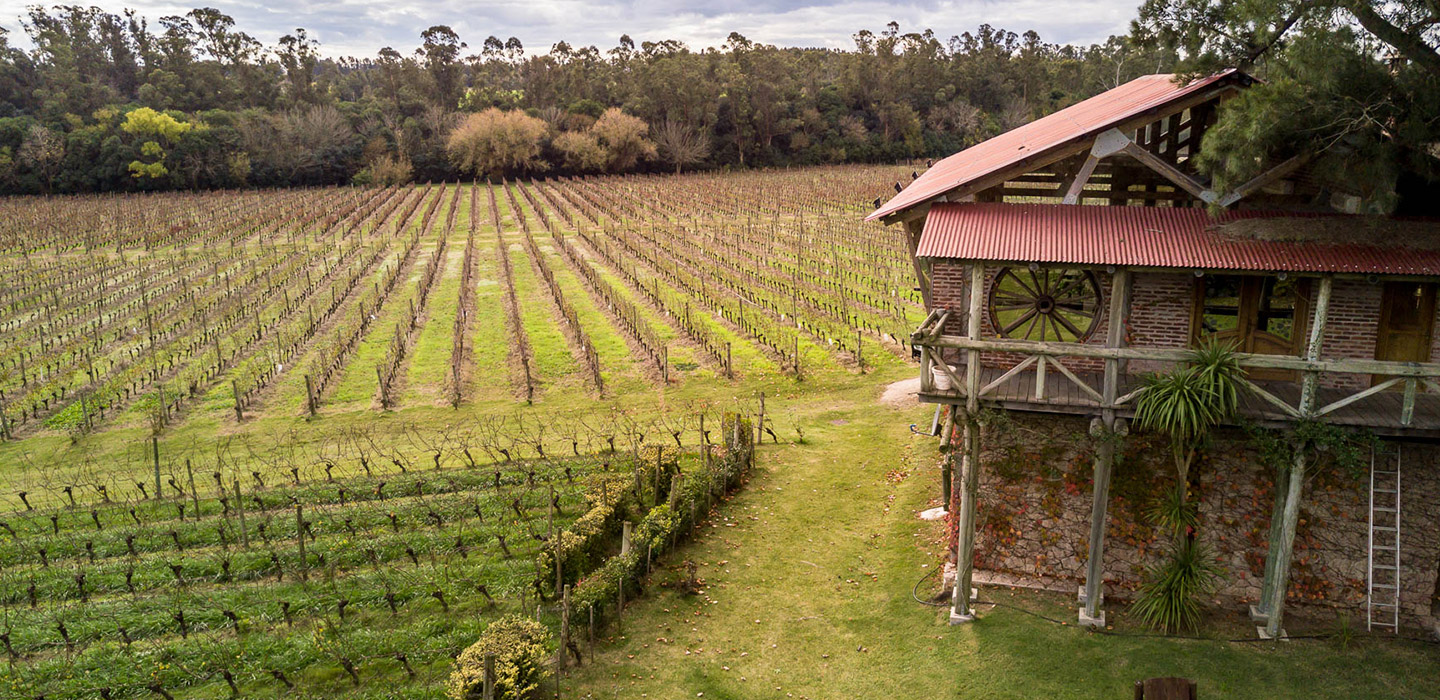 Crece preocupación por impacto ambiental: Bodega H. Stagnari alza su voz a favor del patrimonio vitivinícola