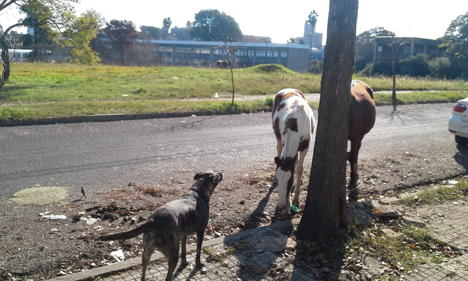 Animales en la calle preocupan en Salto por cantidad de siniestros que provocan