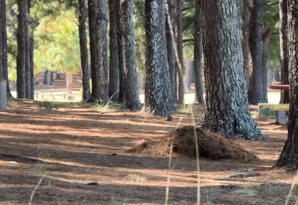 Piden cuidados por riesgos de incendios en Parque del Lago