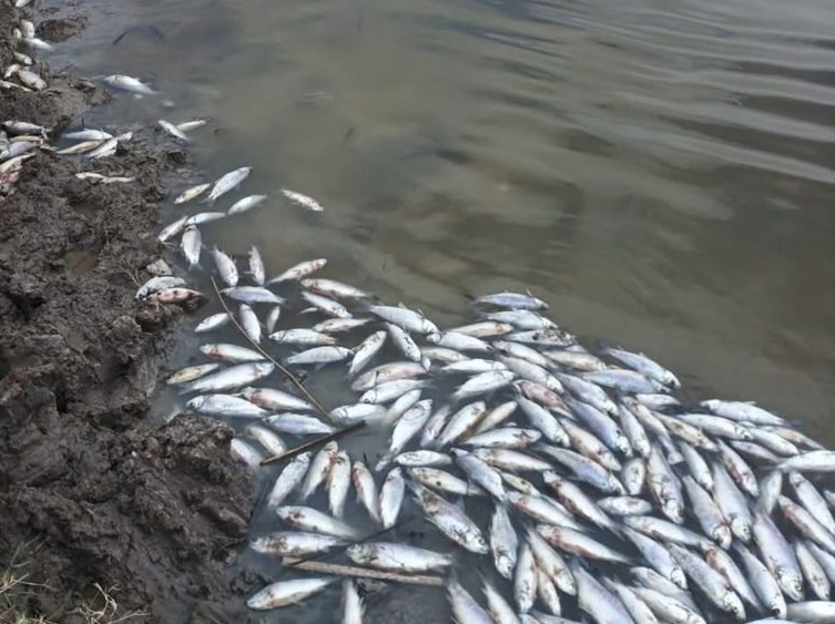 Mortandad de peces en  el arroyo Ceibal podría deberse a falta de oxígeno